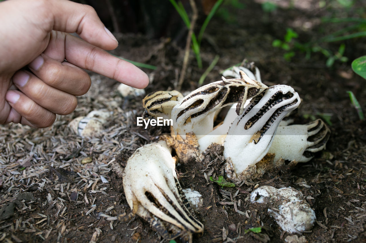 hand, one person, animal, nature, animal themes, land, food, dirt, death, animal wildlife, holding, bone, close-up, soil, day, plant, outdoors, seafood, finger, food and drink, wildlife, adult, vegetable