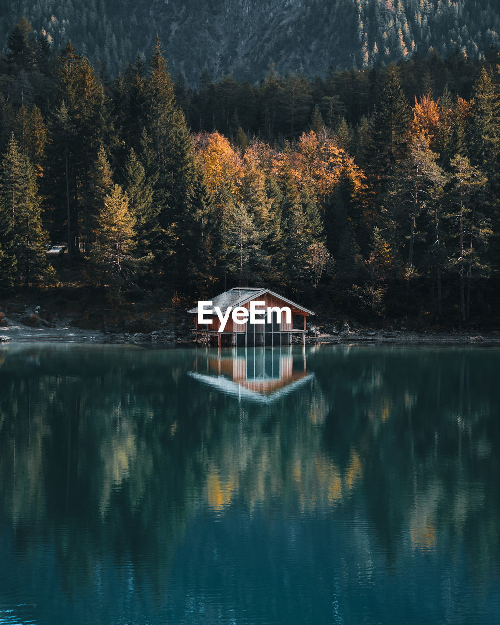 SCENIC VIEW OF LAKE IN FOREST