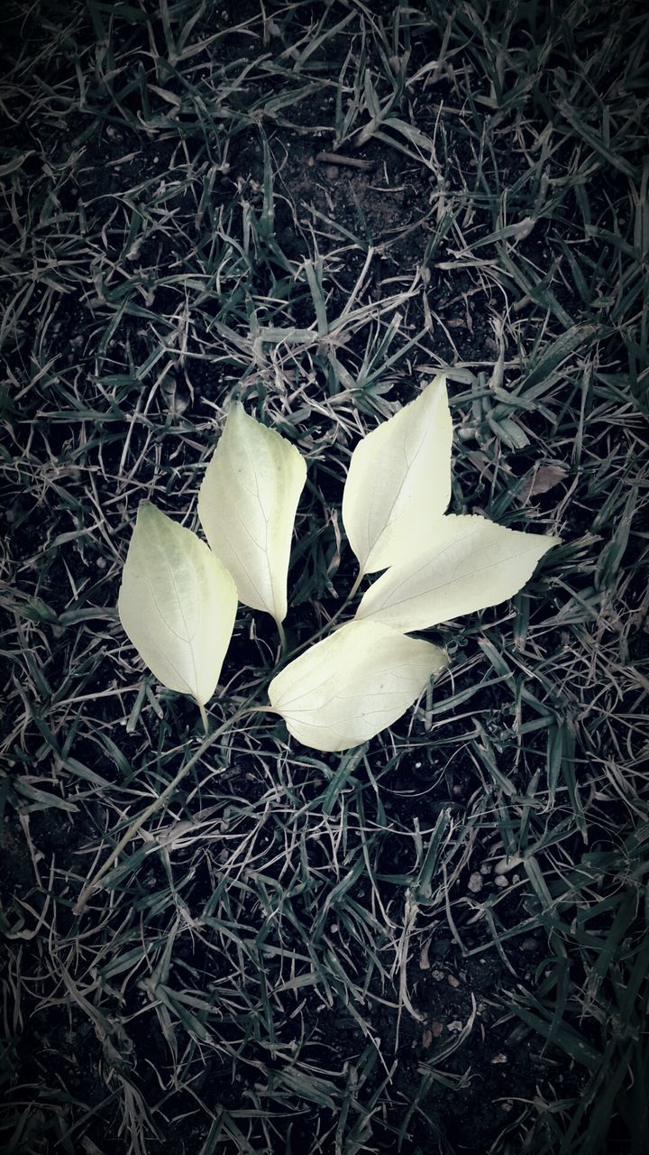 CLOSE-UP OF WHITE FLOWERS ON GRASSY FIELD
