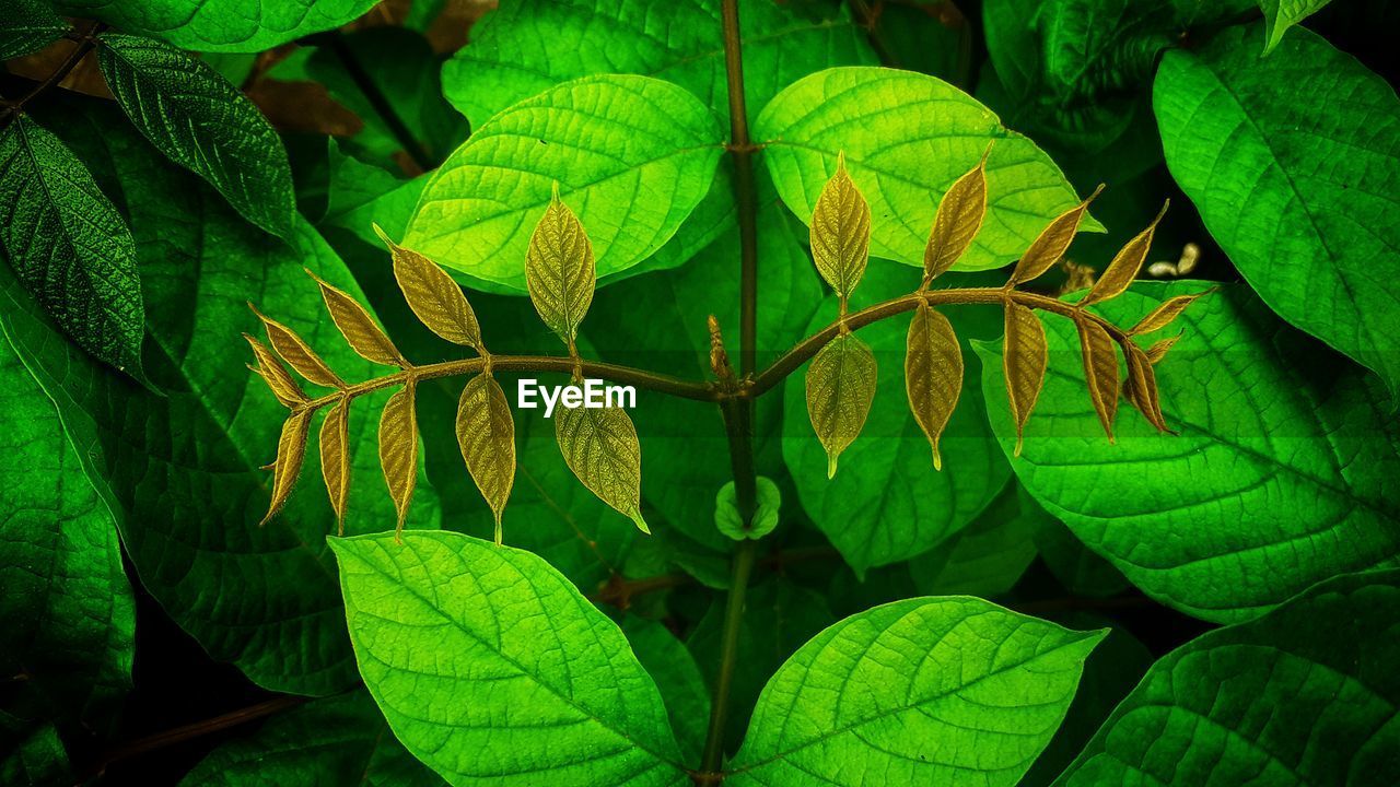 Close-up of leaves