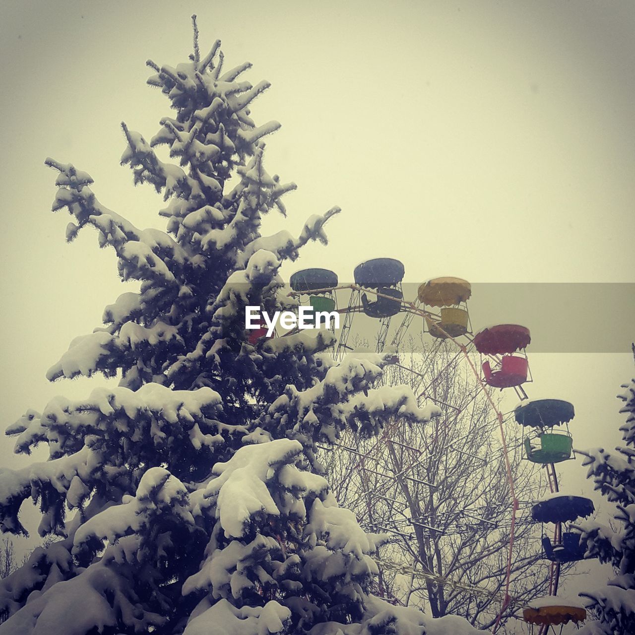 VIEW OF CHRISTMAS TREE IN WINTER