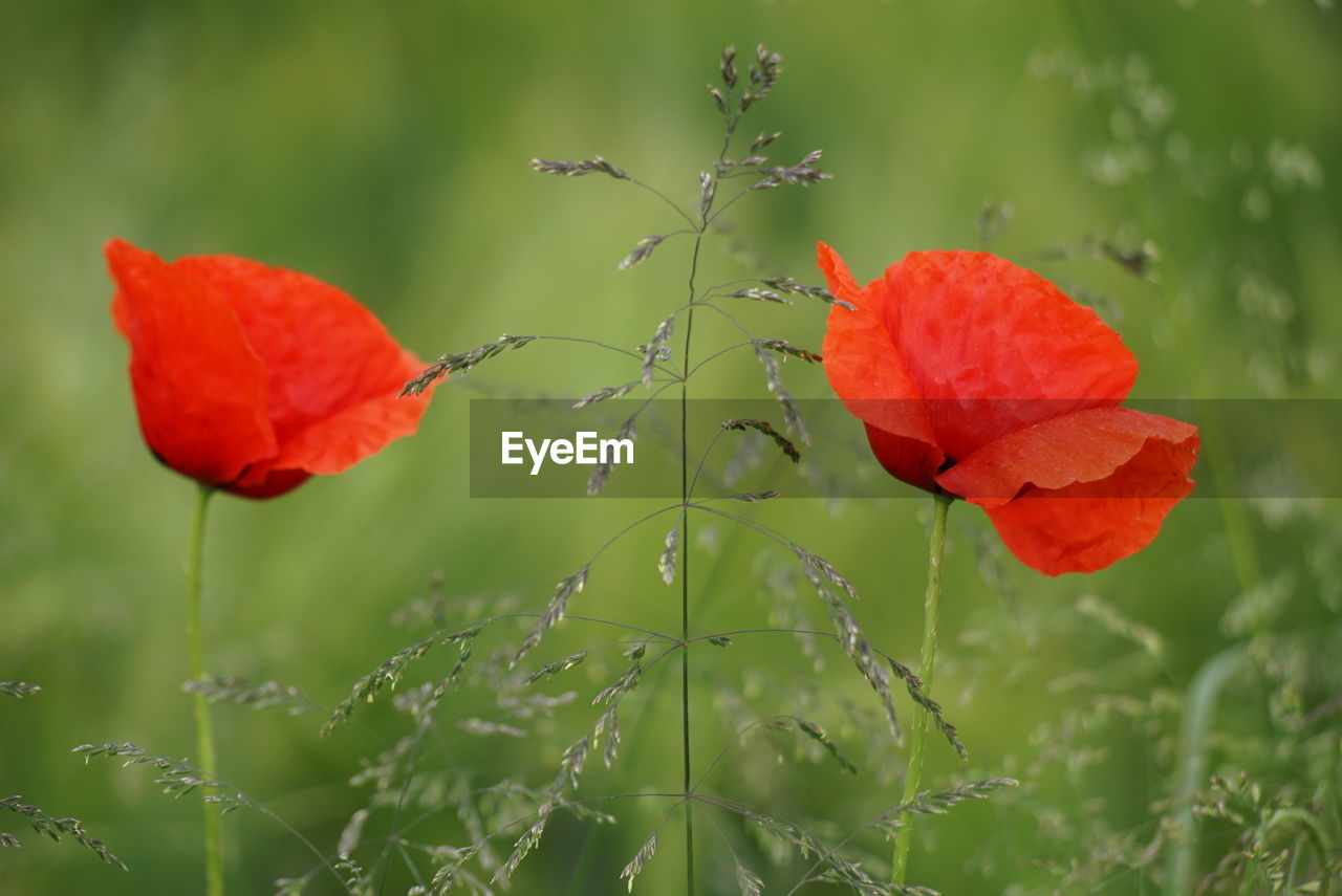 Close-up of red poppy flower