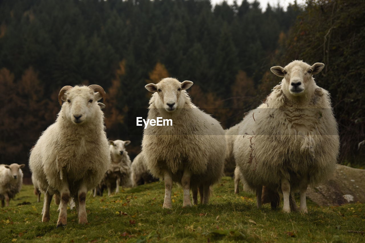 HERD OF SHEEP