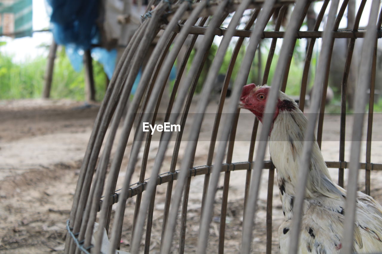 animal, animal themes, bird, one animal, focus on foreground, birdcage, no people, day, cage, domestic animals, animal wildlife, nature, animals in captivity, pet, mammal, outdoors, livestock, zoo, chicken, close-up