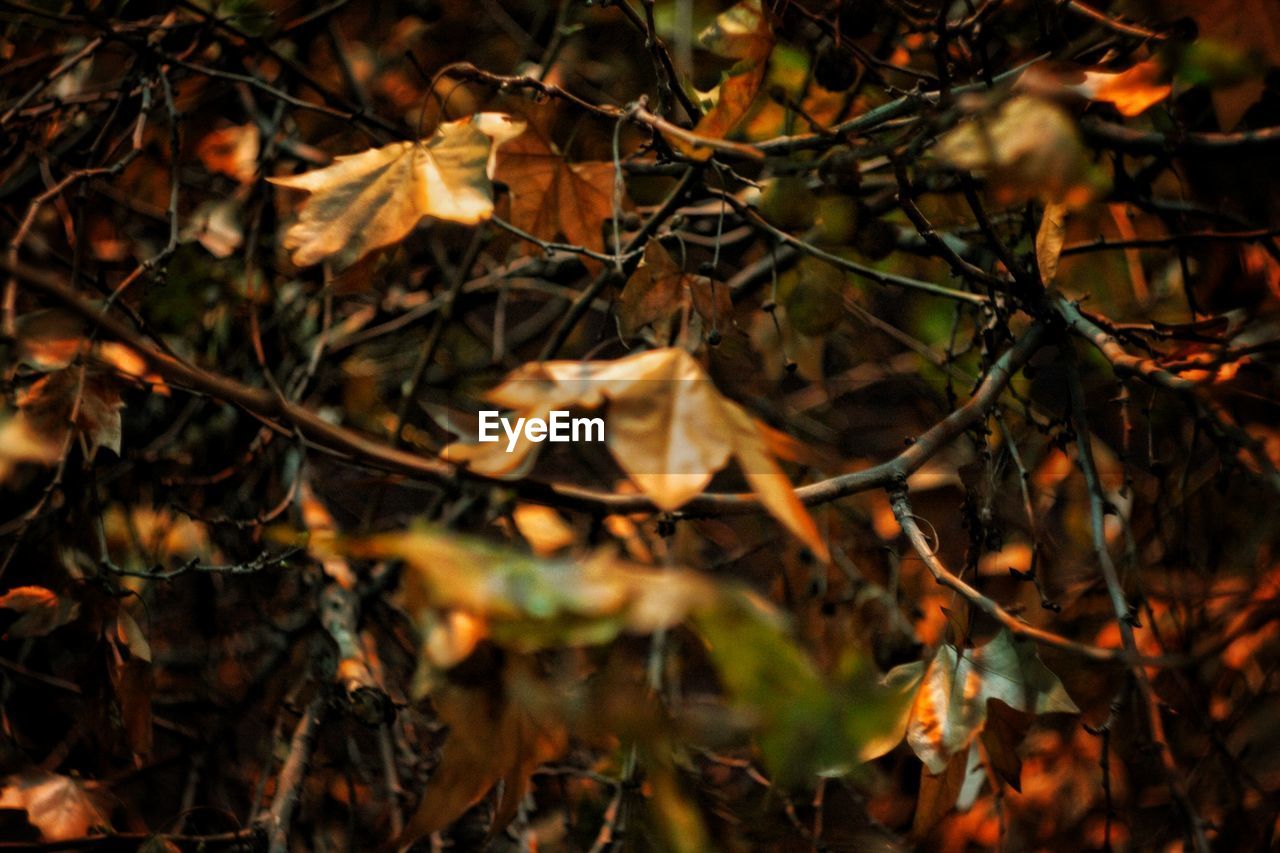 CLOSE-UP OF TREE BRANCHES