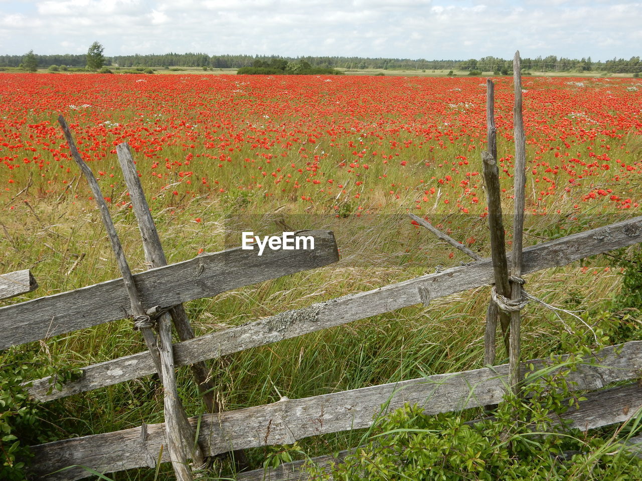 Wooden fence by flowers in field