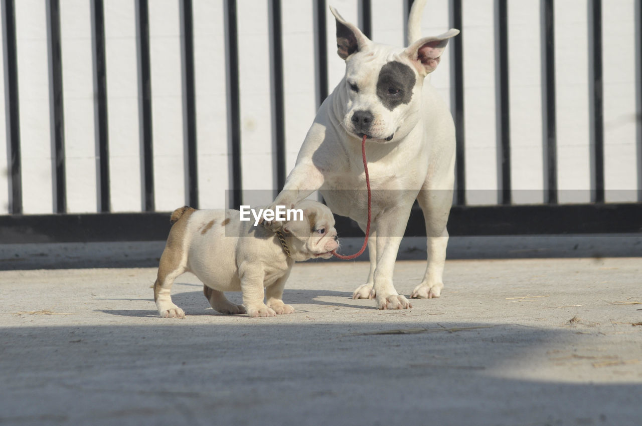 pet, mammal, animal themes, dog, animal, canine, domestic animals, one animal, french bulldog, bulldog, day, lap dog, no people, puppy, sunlight, footpath