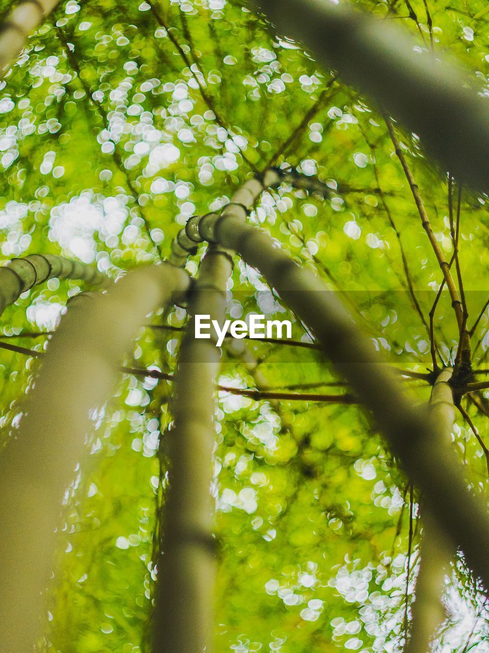 LOW ANGLE VIEW OF BAMBOO TREE