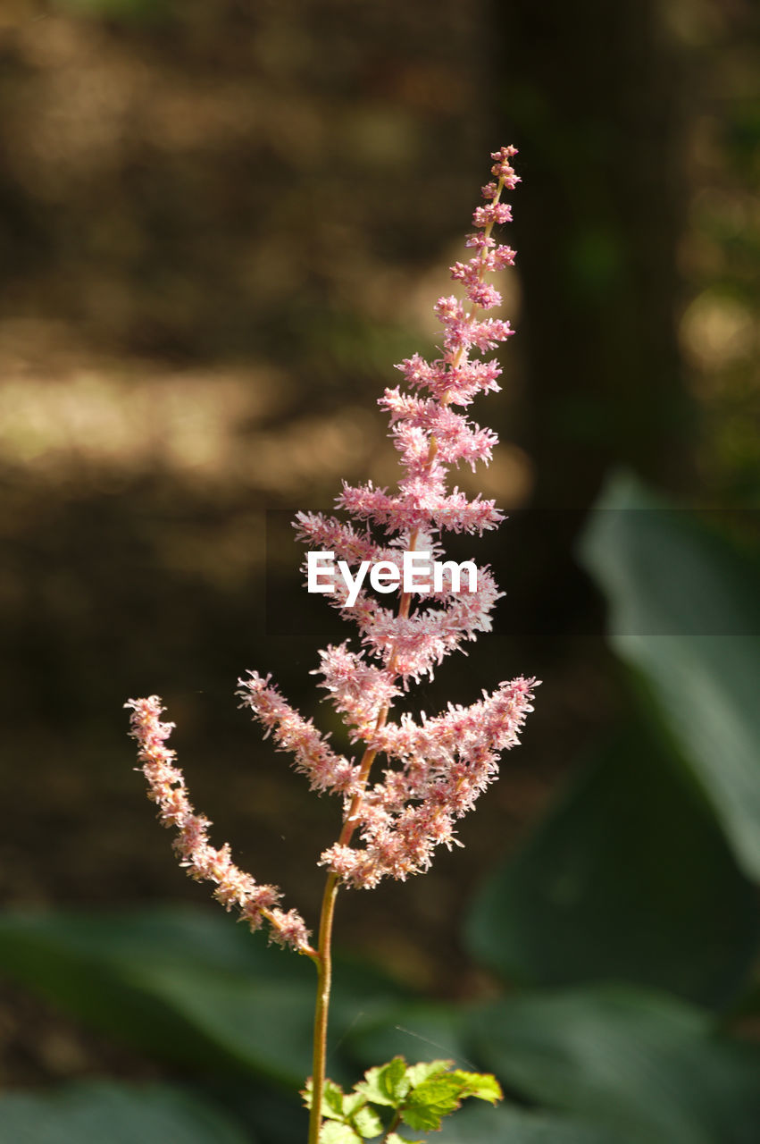 CLOSE-UP OF PINK FLOWERING PLANT ON LAND