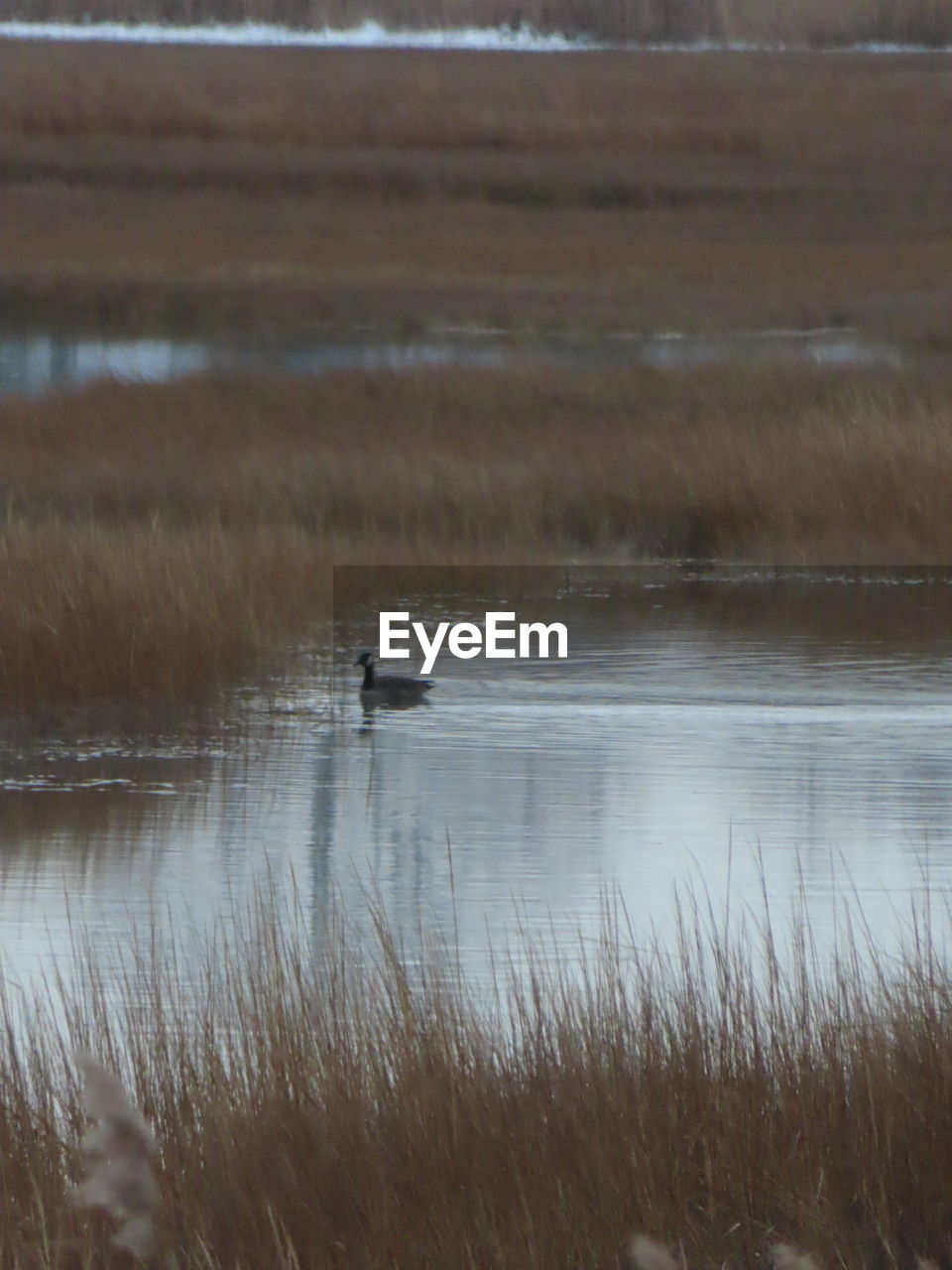 DUCK SWIMMING IN A LAKE