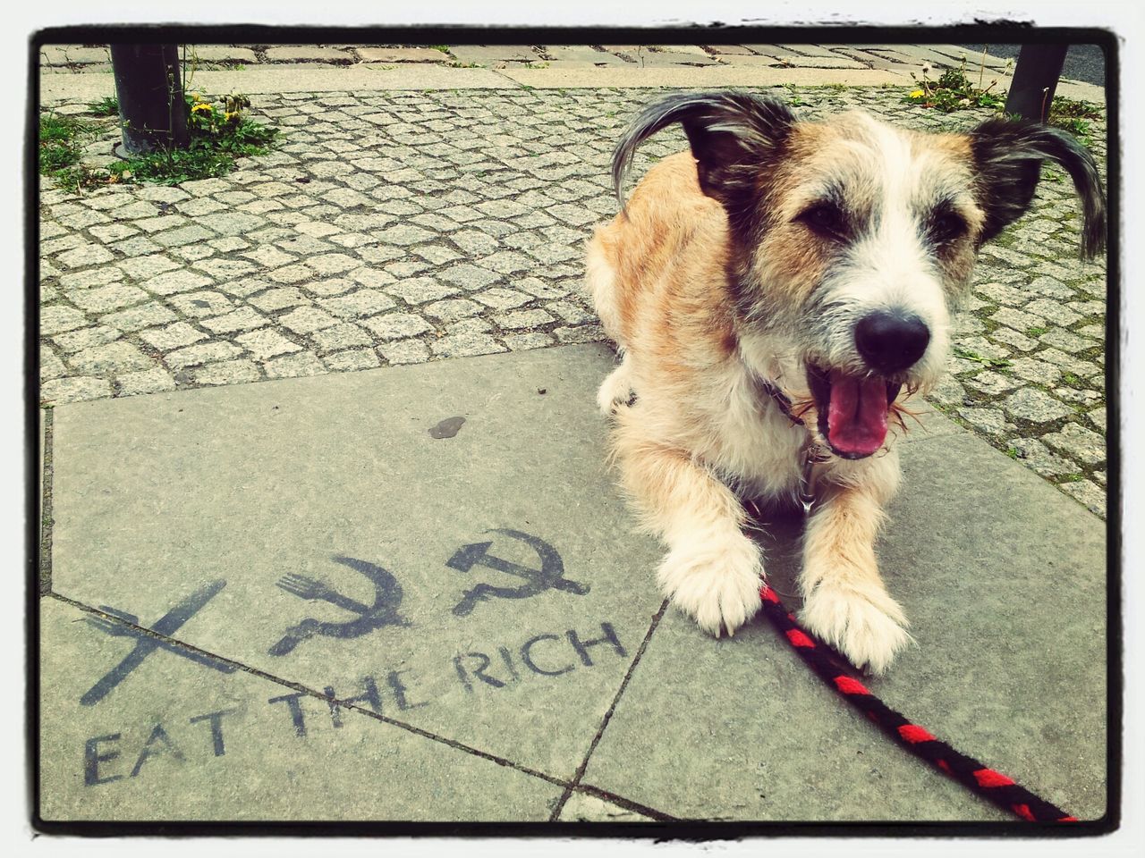 Portrait of a dog on road