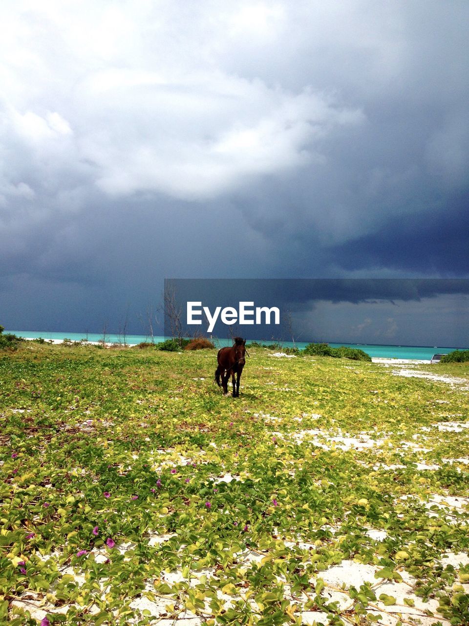 SCENIC VIEW OF GRASSY FIELD AGAINST CLOUDY SKY