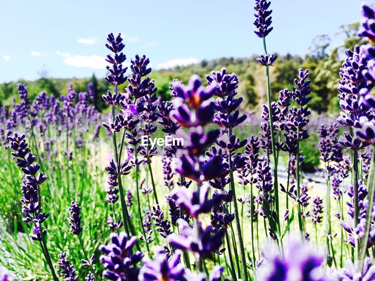 Lavenders blooming on field