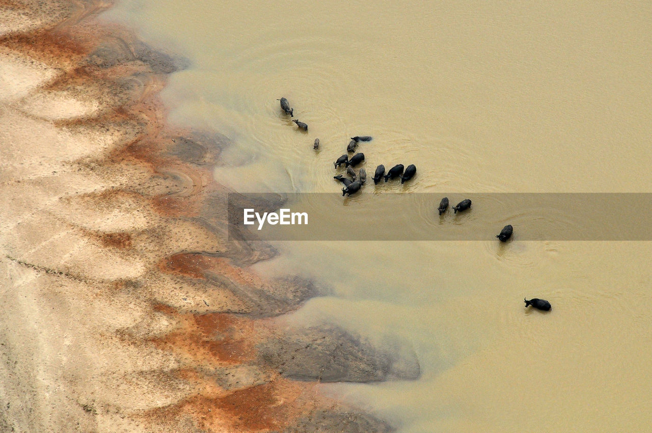 HIGH ANGLE VIEW OF FLOCK IN SAND