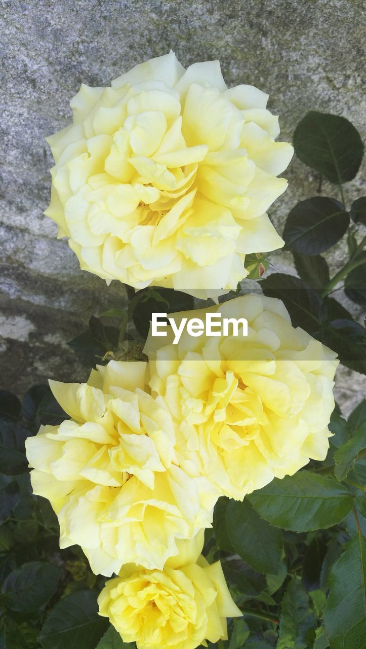 CLOSE-UP OF YELLOW FLOWERS AND LEAVES