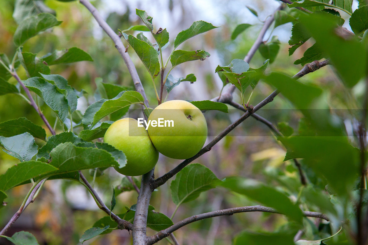 close-up of fruit growing on tree