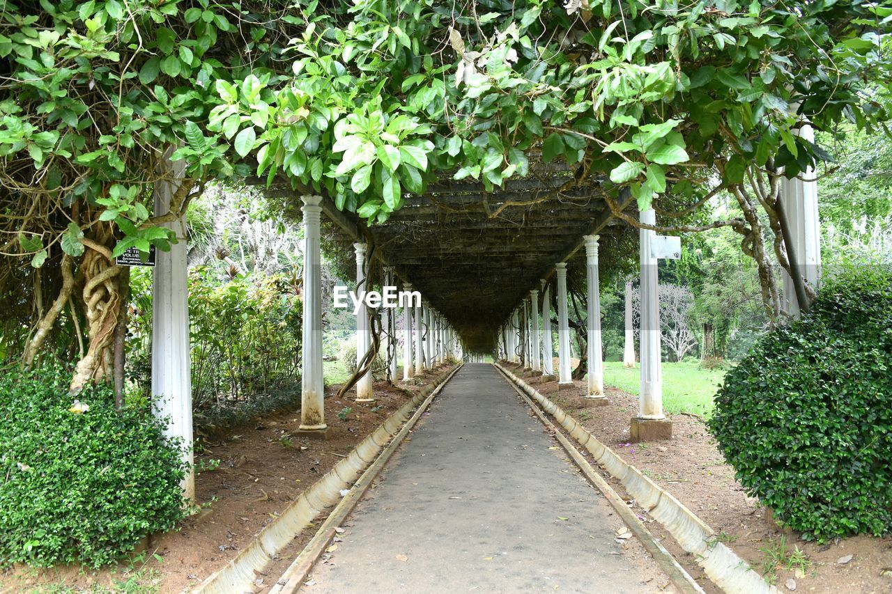 WALKWAY AMIDST PLANTS