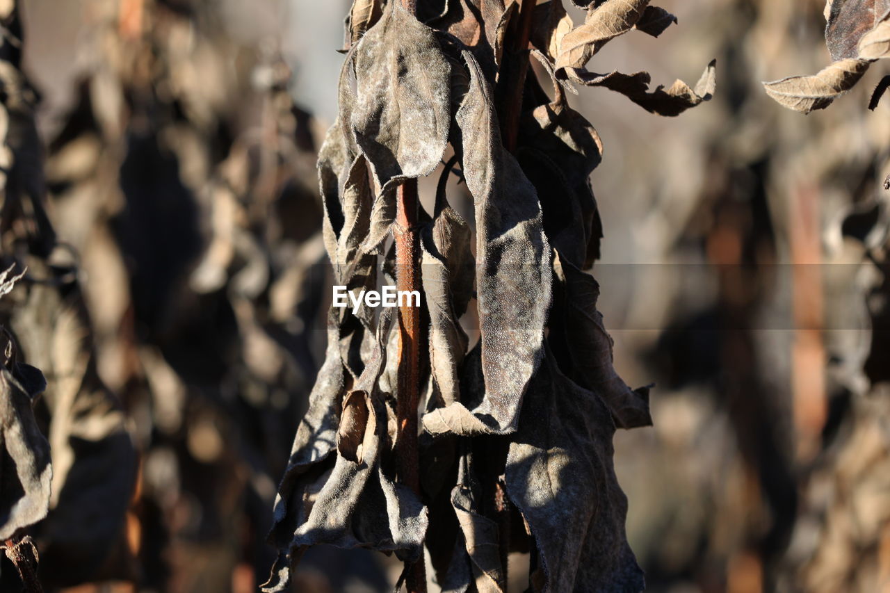 CLOSE-UP OF TREES