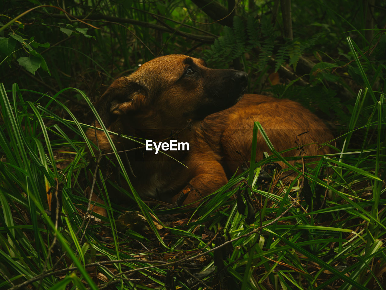 Close-up of dog on field