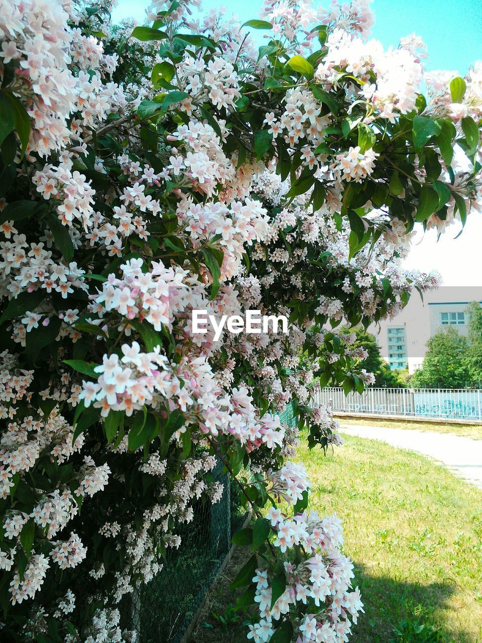 FLOWERS BLOOMING ON TREE AGAINST SKY