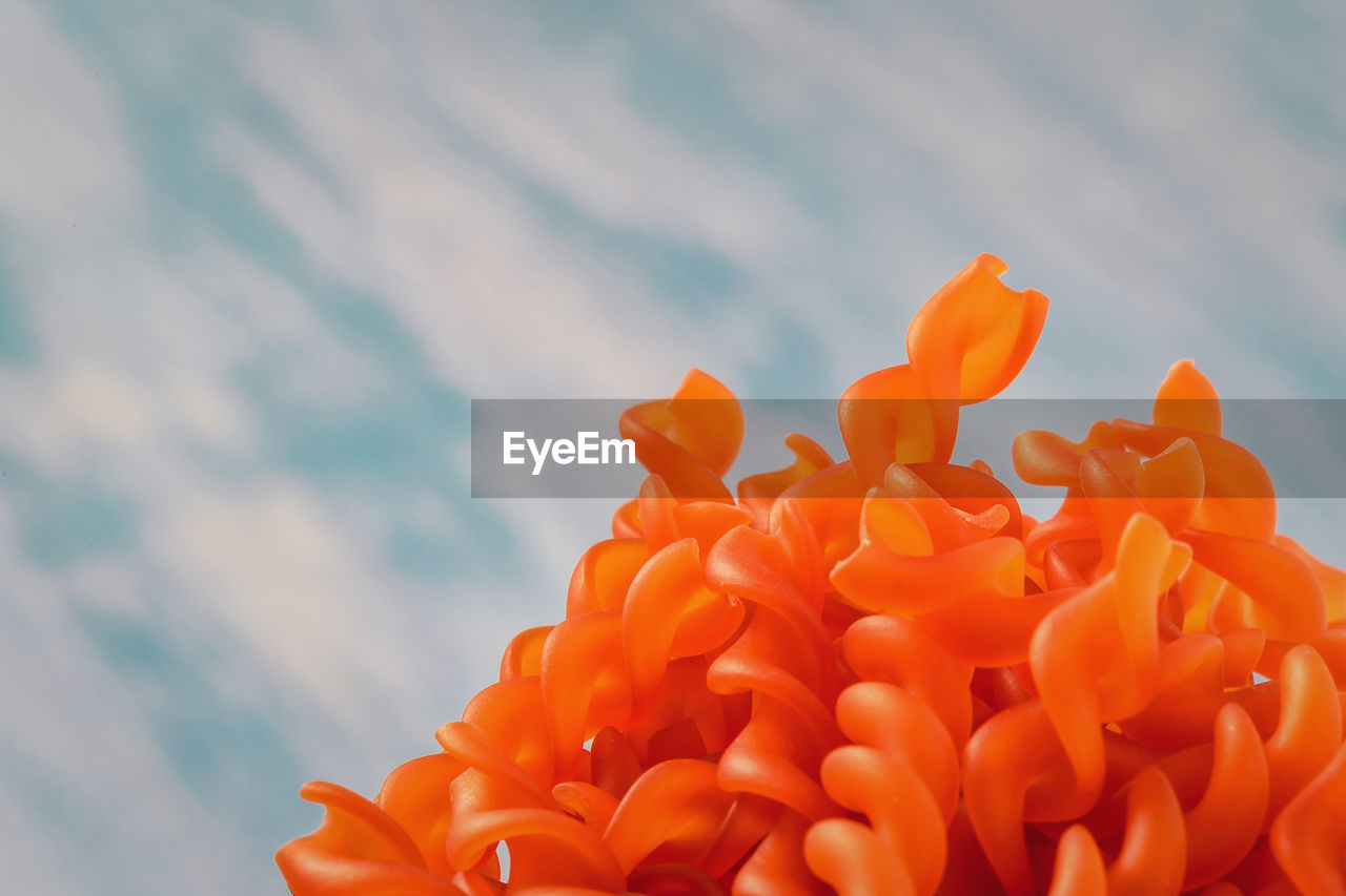 Red lentils noodles as close up with light blue background