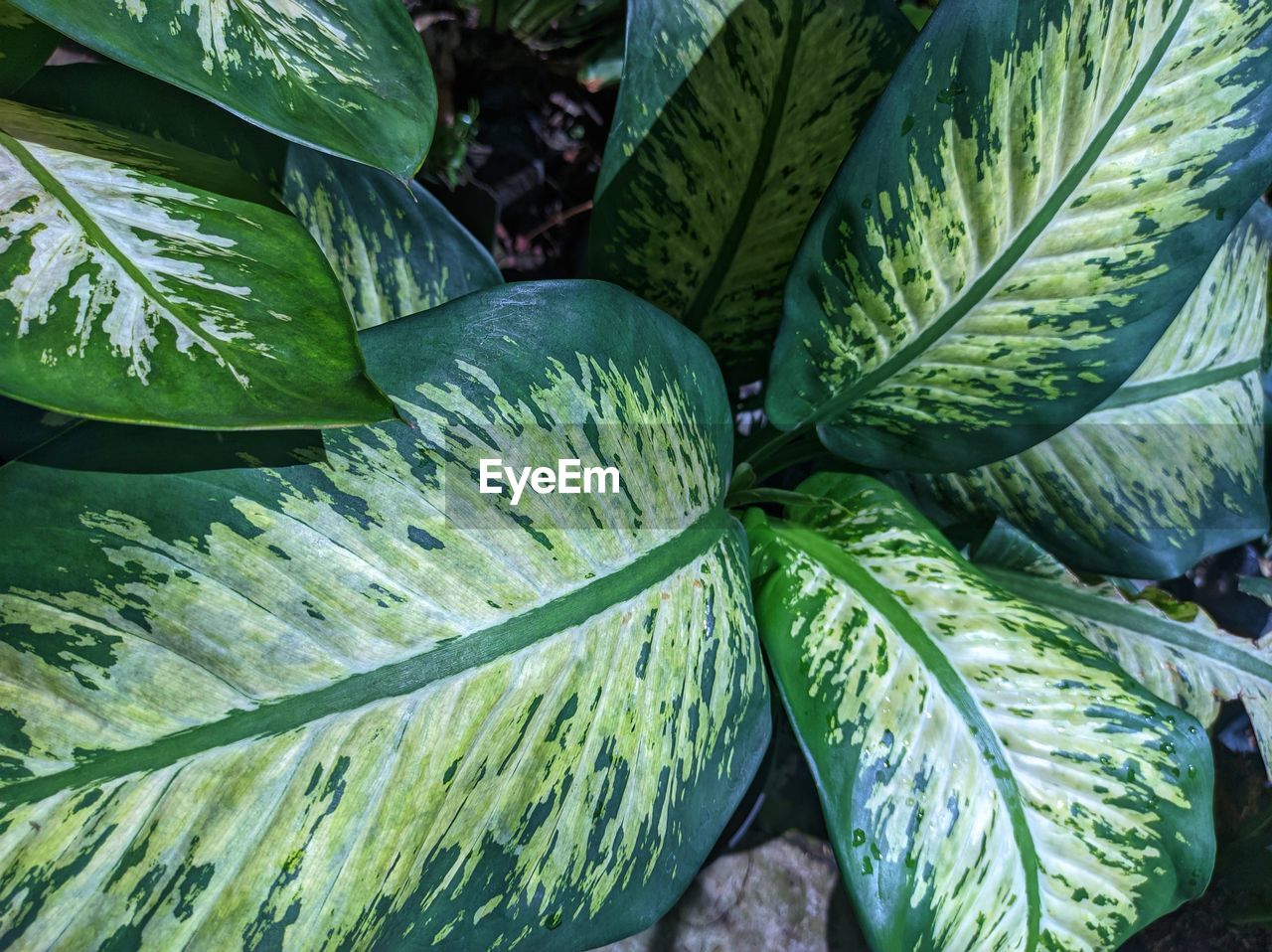 leaf, green, plant part, plant, food and drink, growth, food, nature, freshness, no people, flower, beauty in nature, healthy eating, tree, close-up, day, outdoors, produce, agriculture, wellbeing, full frame, vegetable, backgrounds, high angle view, garden, land, leaf vein, field