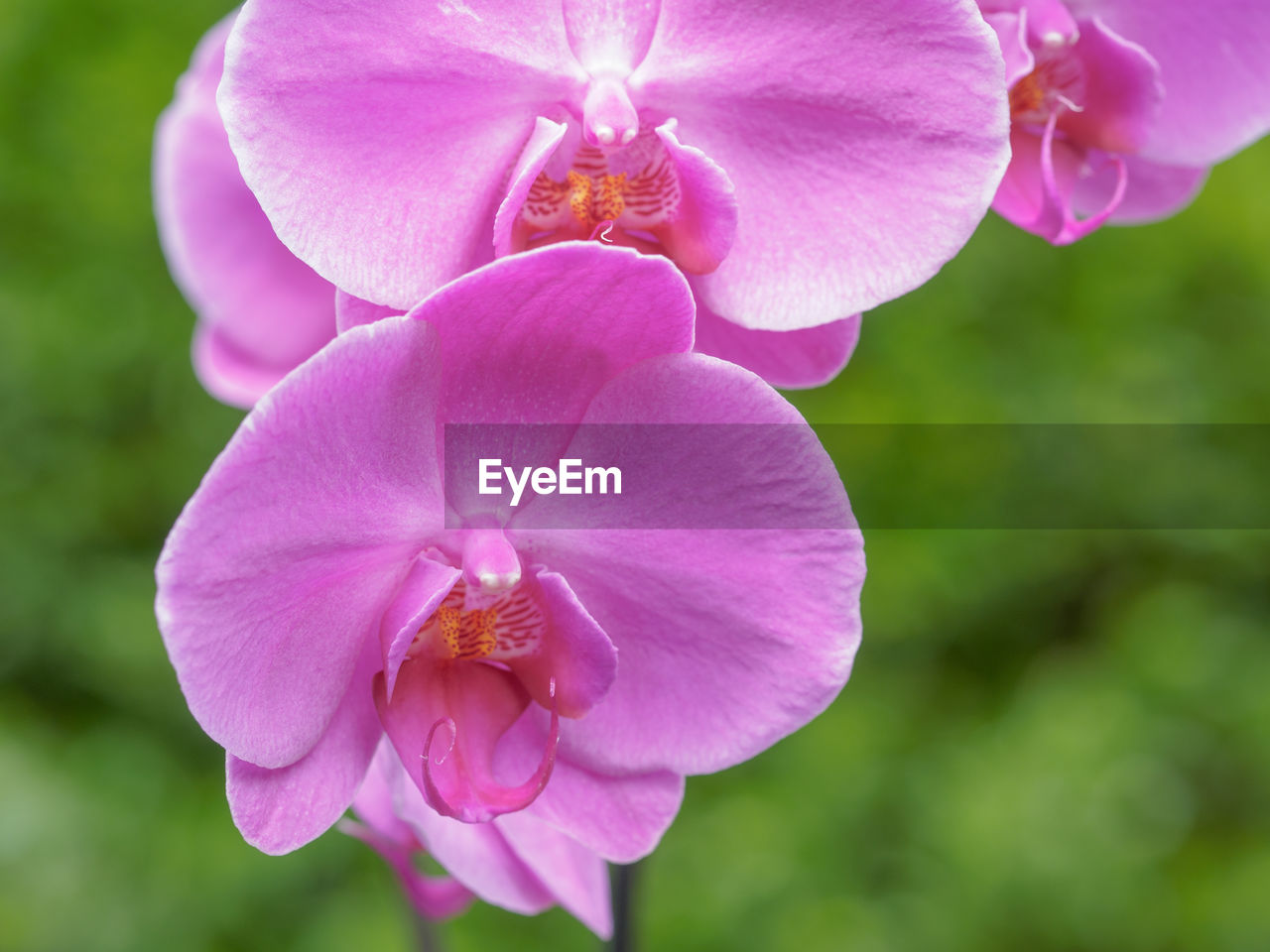 CLOSE-UP OF PINK FLOWER BLOOMING OUTDOORS