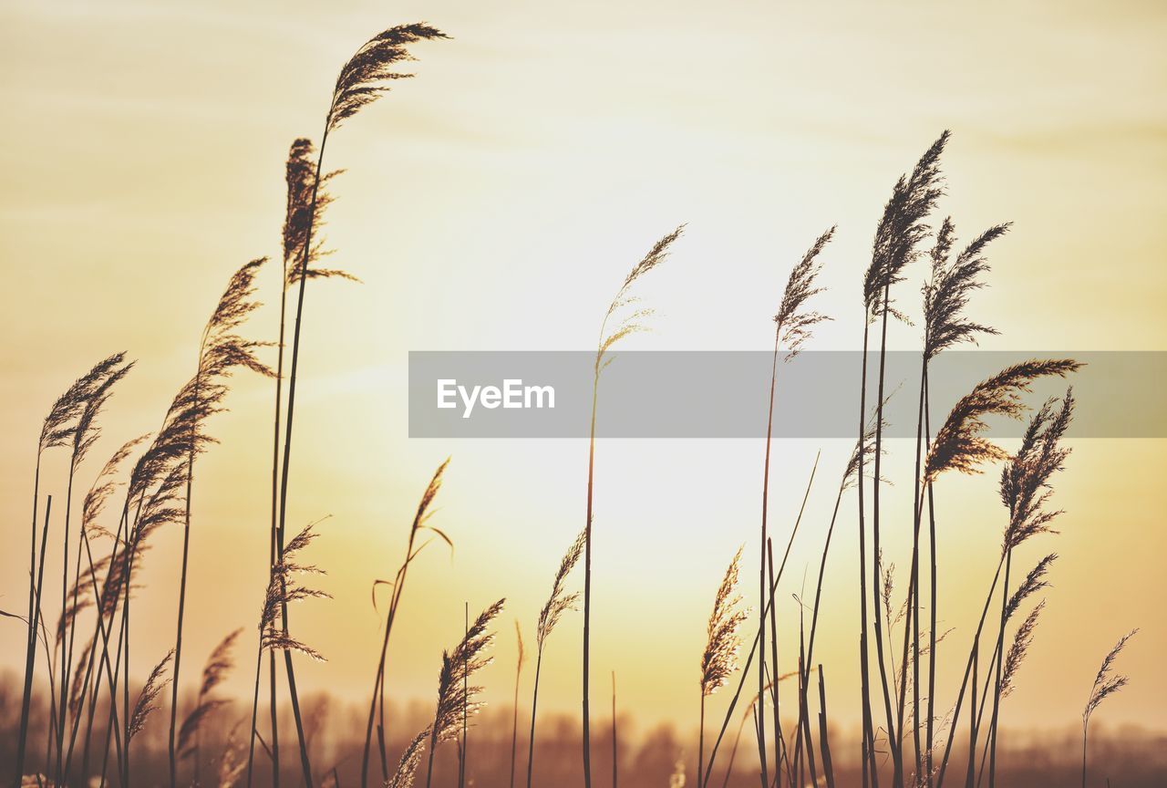 CLOSE-UP OF STALKS AGAINST SUNSET SKY