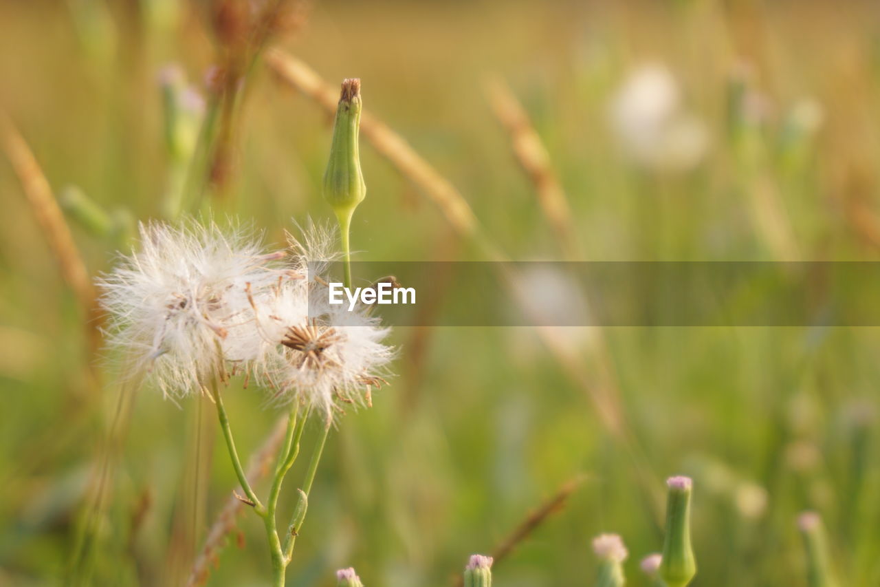 CLOSE-UP OF DANDELION FLOWER ON LAND