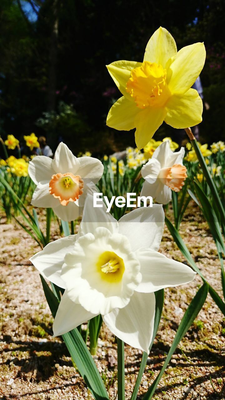 CLOSE-UP OF WHITE DAFFODIL FLOWERS