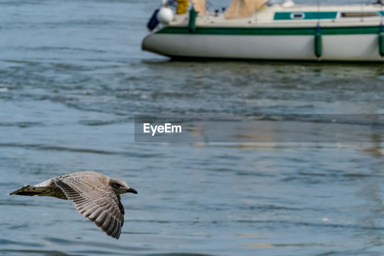 CLOSE-UP OF DUCK FLYING OVER SEA