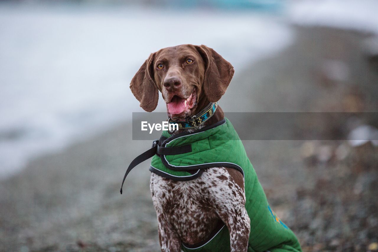 Portrait of dog sitting at beach