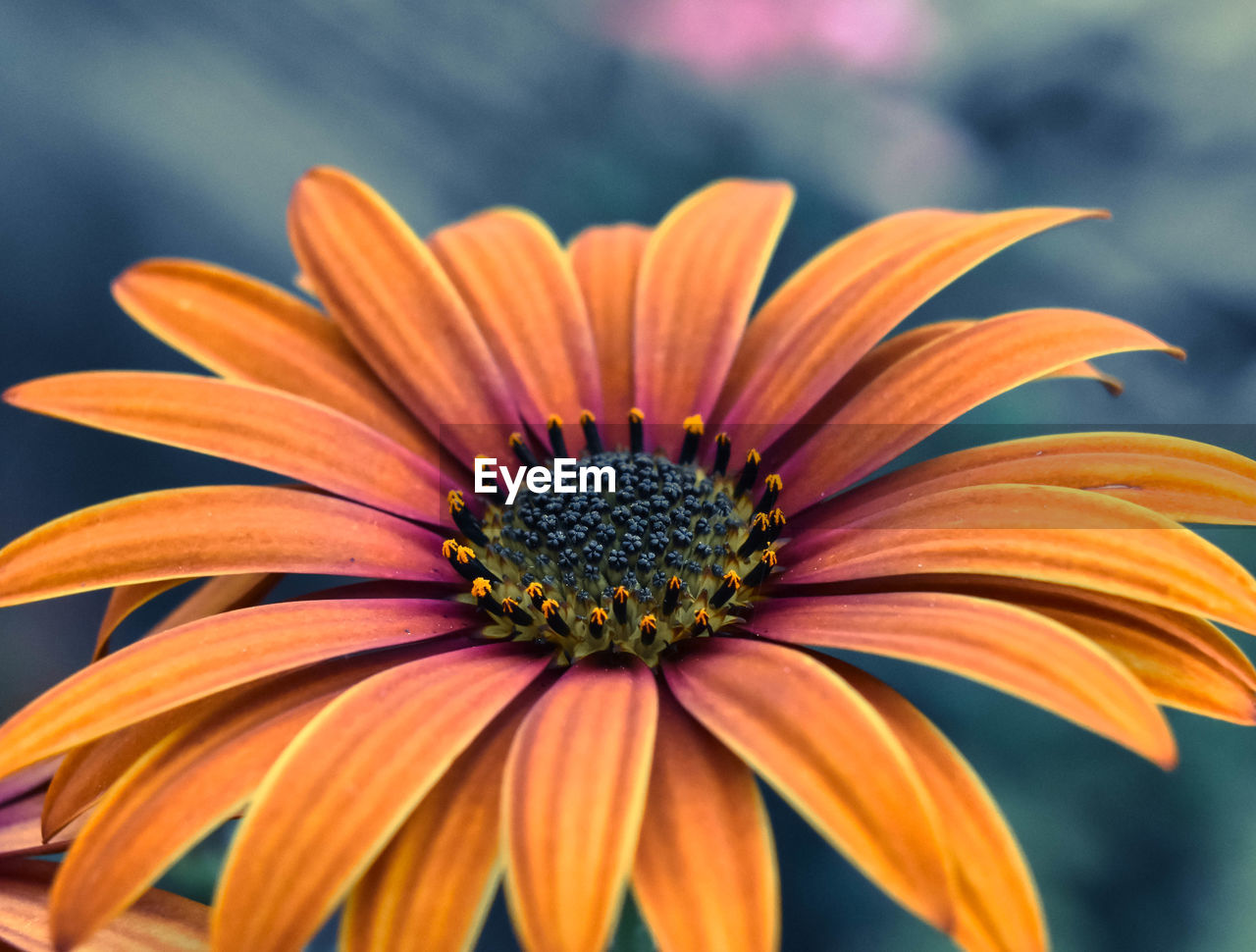 Close-up of orange flower