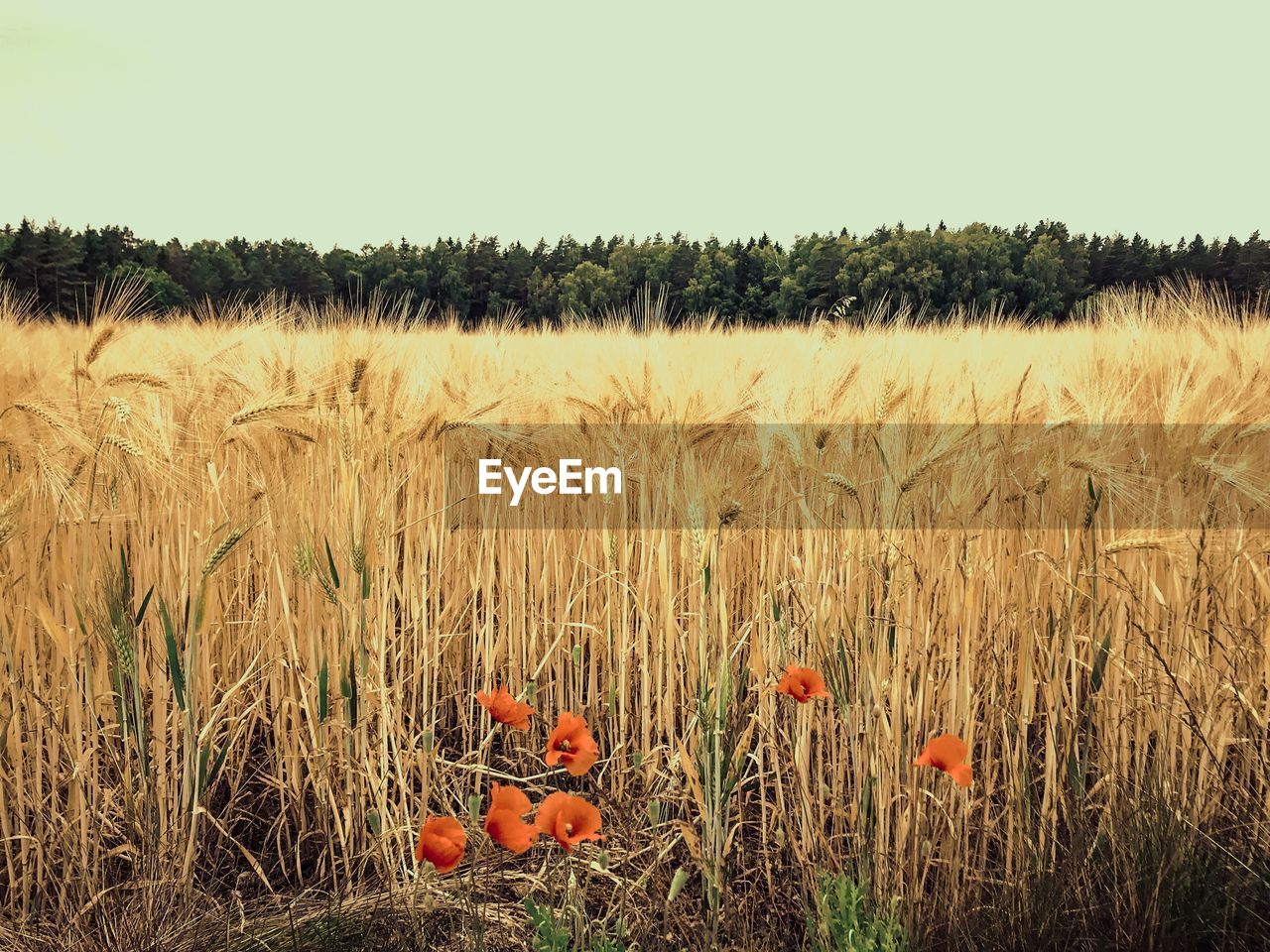 PLANTS GROWING ON FIELD