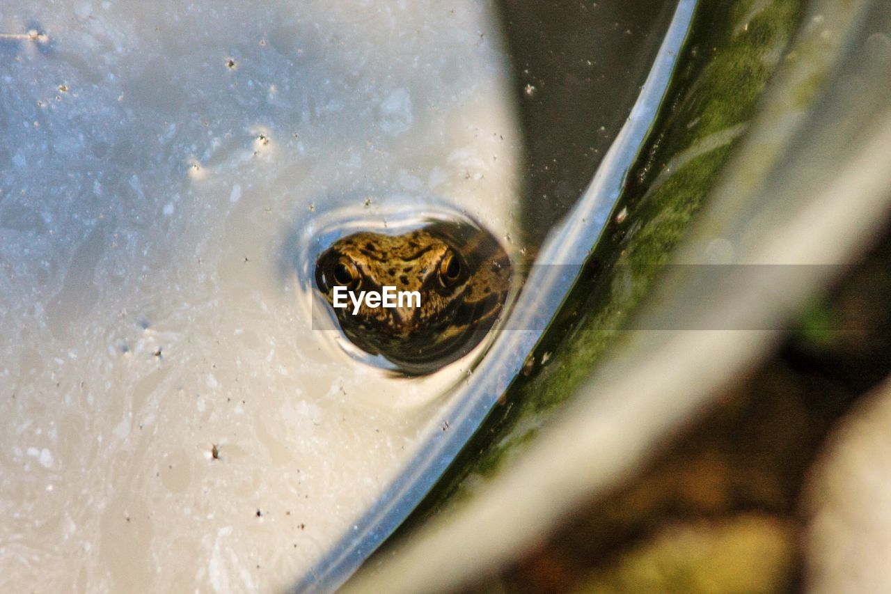 High angle view of frog swimming in water