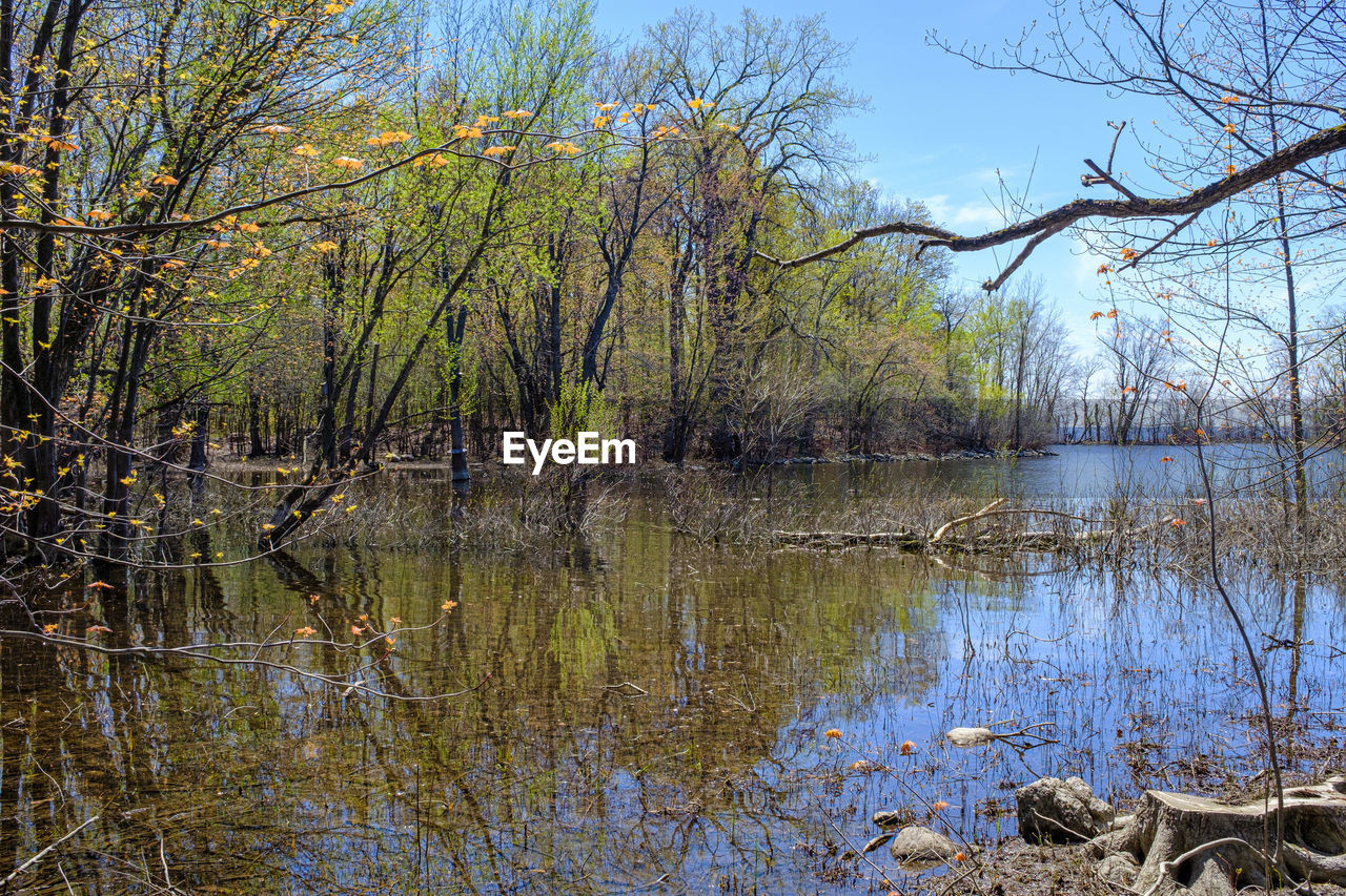 REFLECTION OF TREES IN LAKE WATER