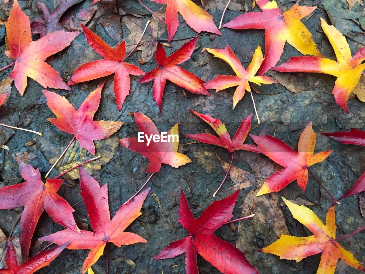 Full frame shot of red maple leaves