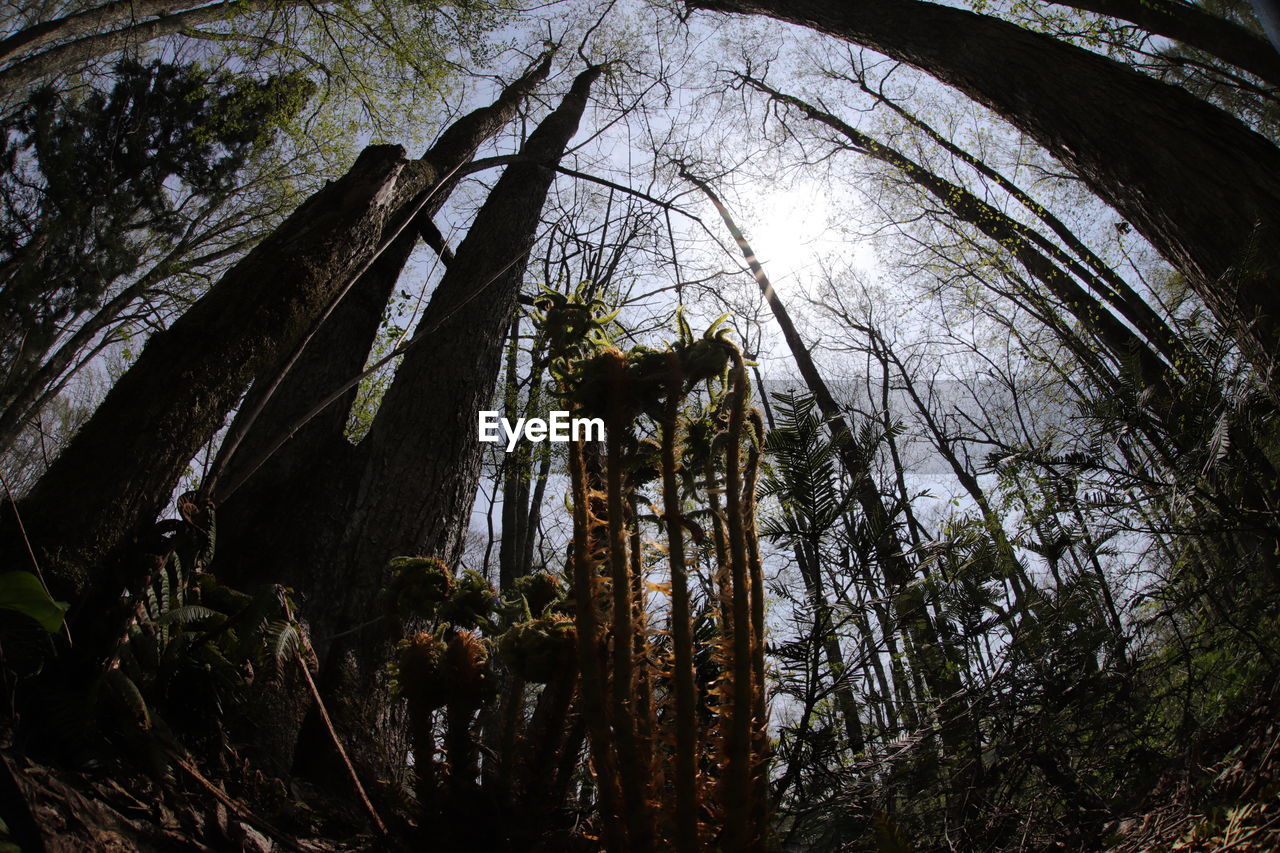 LOW ANGLE VIEW OF TREES AGAINST SKY