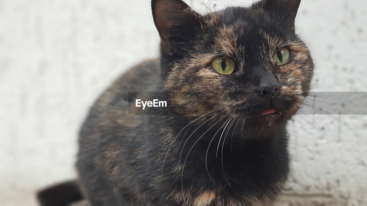 Close-up portrait of black cat