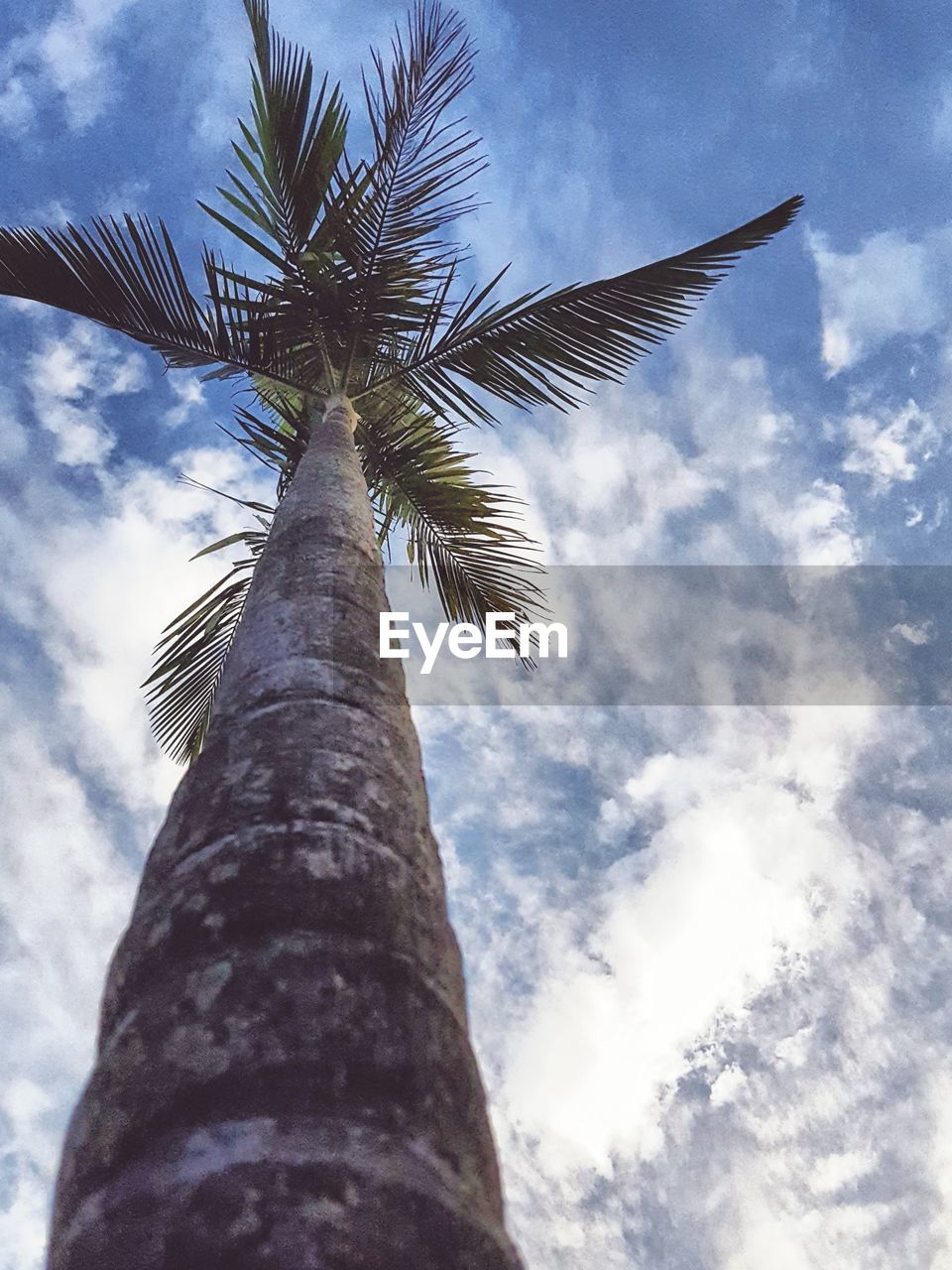 LOW ANGLE VIEW OF PALM TREE AGAINST CLOUDS