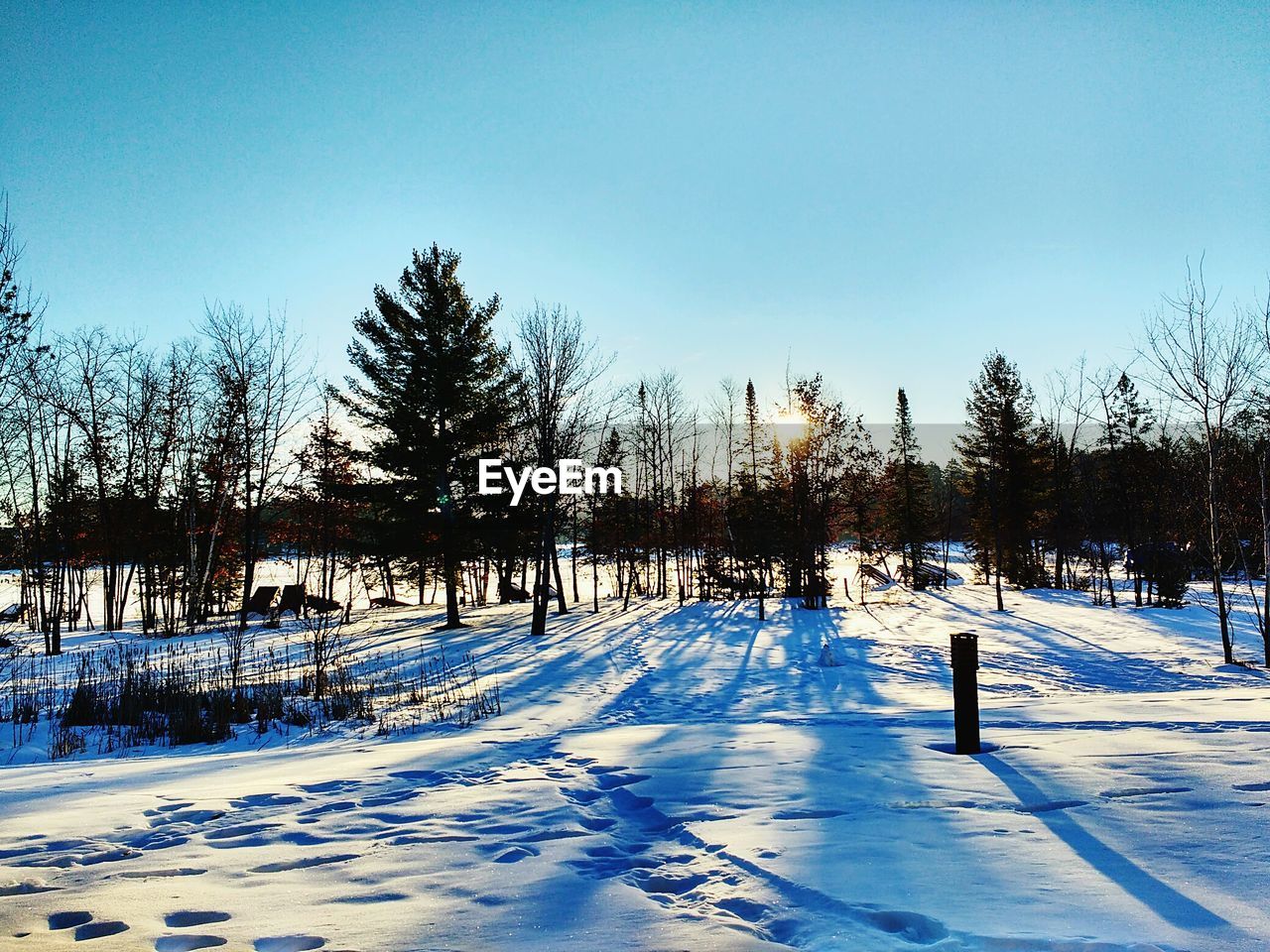 TREES ON SNOWY FIELD AGAINST CLEAR BLUE SKY