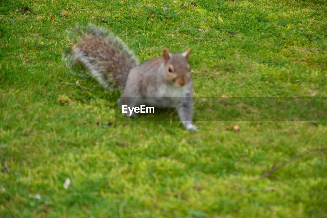 VIEW OF A SQUIRREL ON FIELD