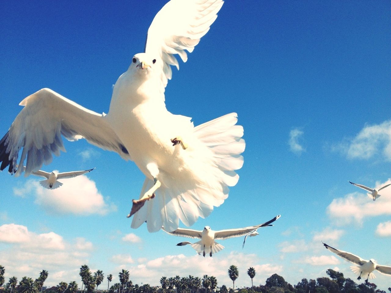 Low angle view of birds in flight against the sky