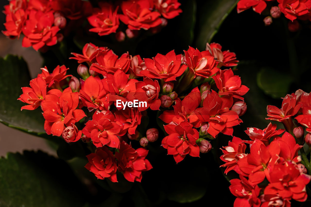CLOSE-UP OF RED ROSES