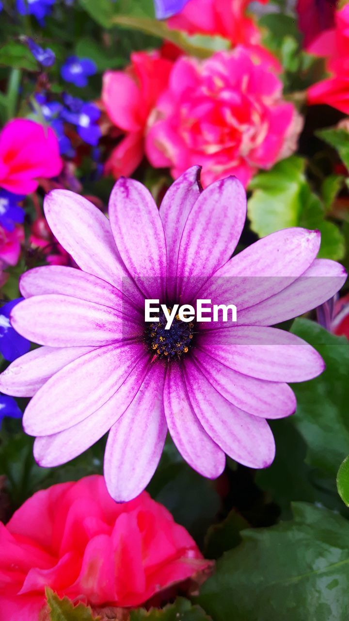 CLOSE-UP OF PINK COSMOS FLOWERS