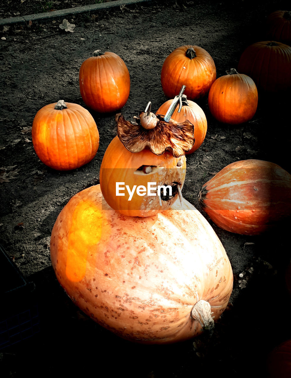 High angle view of pumpkins on land