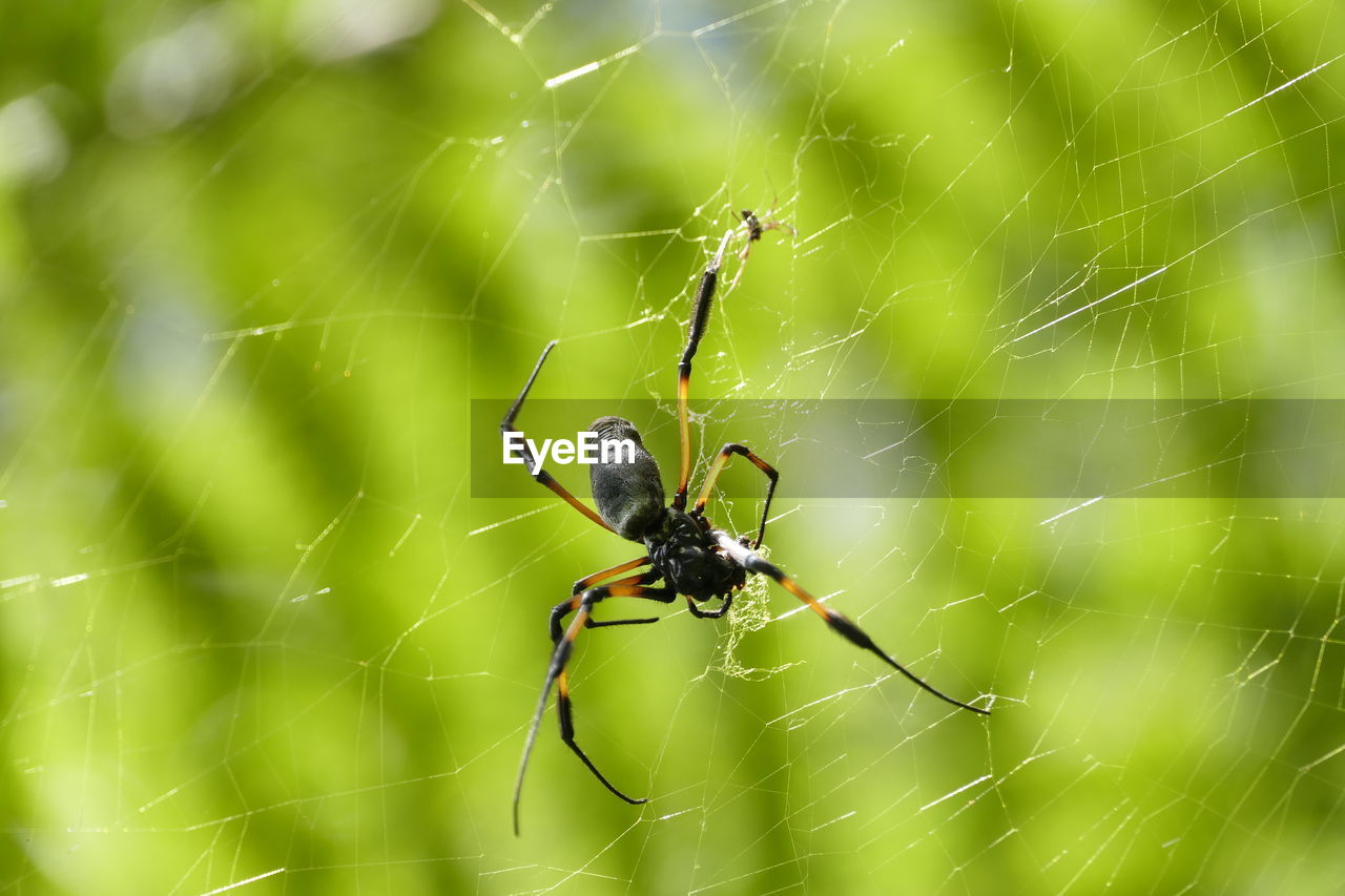 SPIDER ON WEB