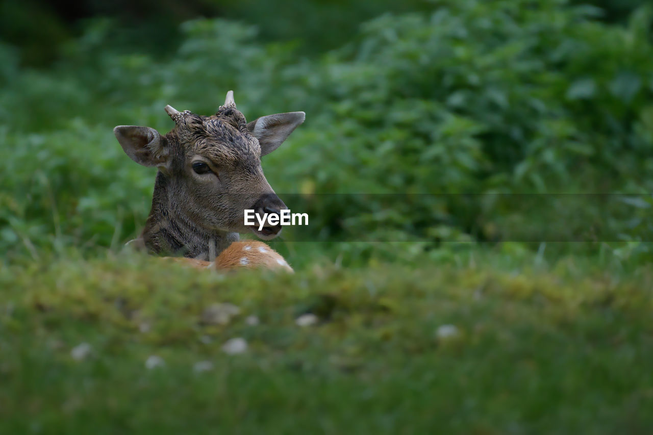 animal themes, animal, mammal, one animal, animal wildlife, wildlife, deer, plant, grass, no people, portrait, nature, selective focus, meadow, outdoors, day, looking at camera, pasture, domestic animals, moose, grassland, animal body part, land