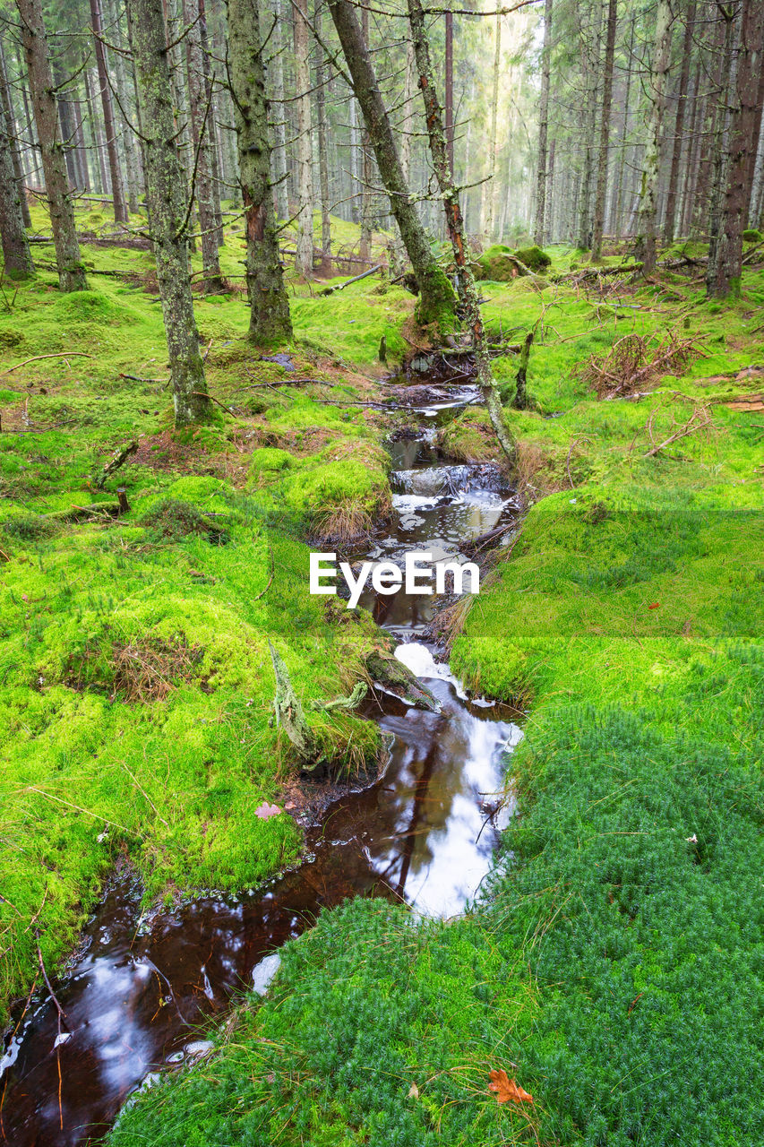 Small stream flowing through moss in the forest