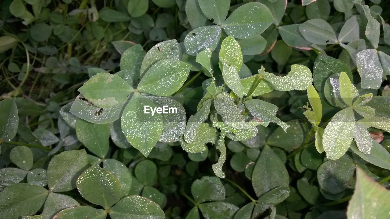 CLOSE-UP OF WET LEAVES